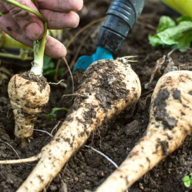 Parsnips