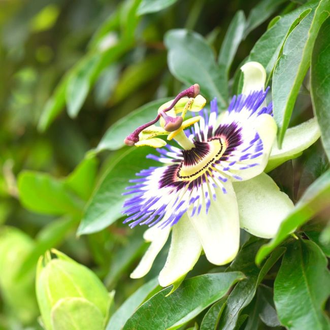 Passion Fruit Vine (Flower)