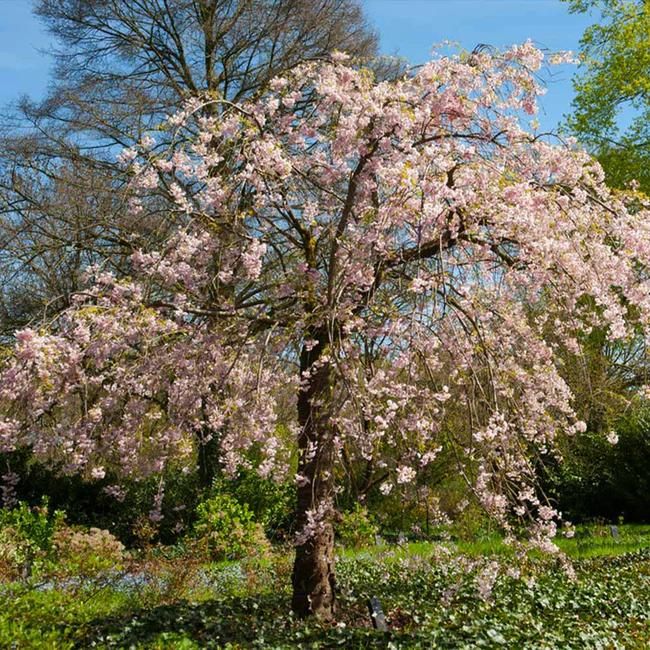 Pink Weeping Cherry Tree
