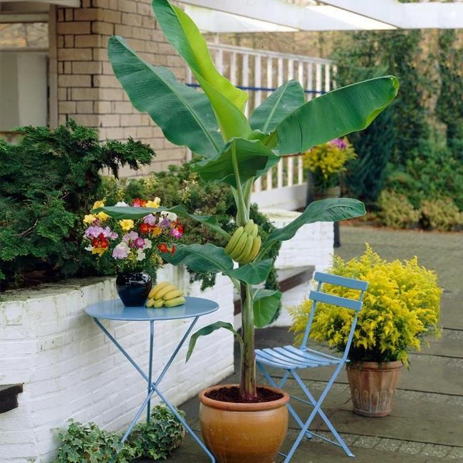 Plant Banana Trees
