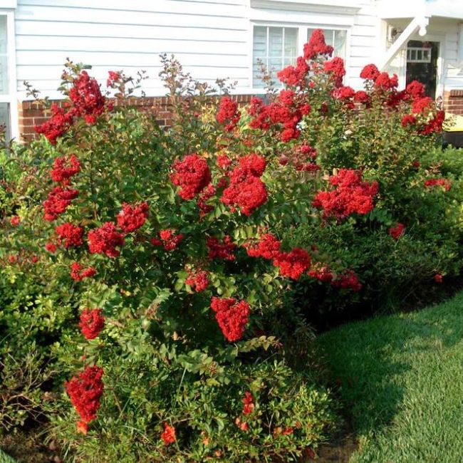 Plant Crape Myrtle Tree