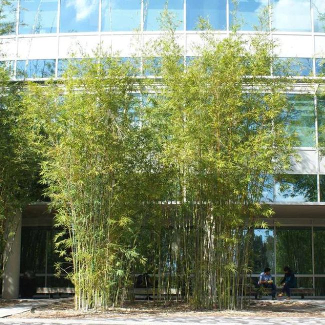 Plant a Bamboo Screen