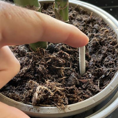 Push the spike into the soil