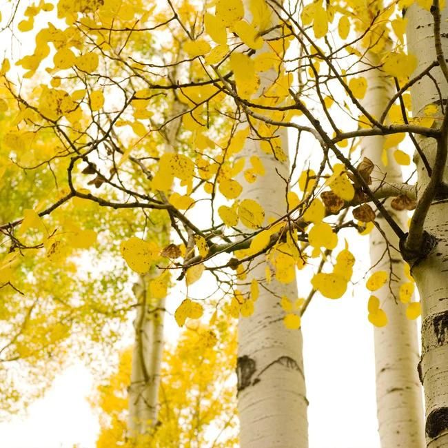 Quaking Aspen Tree