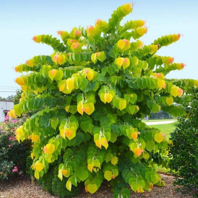 Rising Sun Redbud Tree