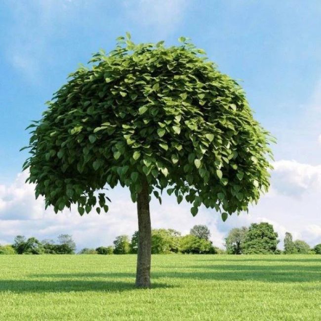 Southern Catalpa