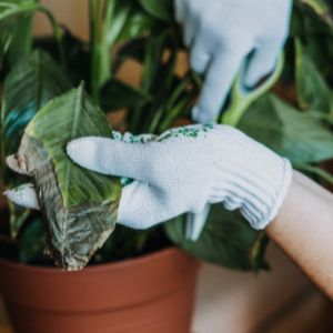 peace lily turning brown at tips