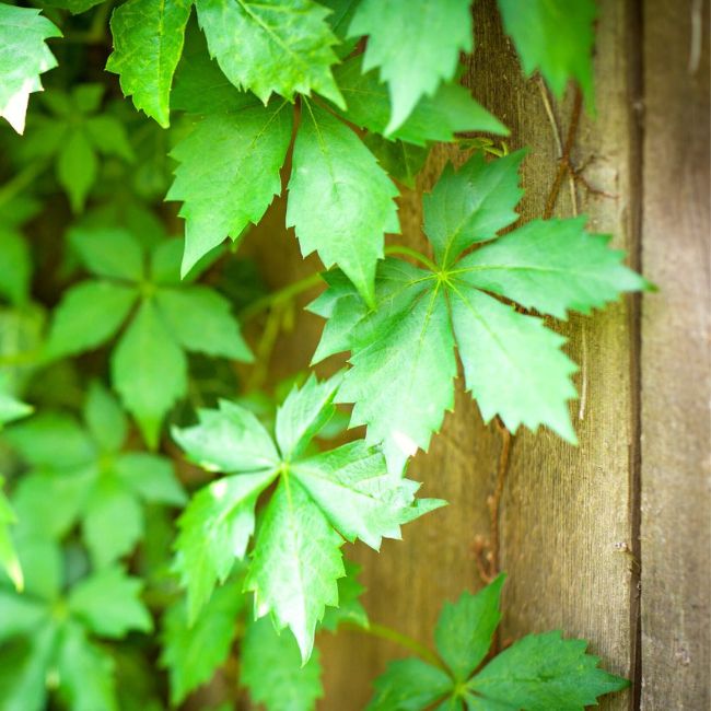 Virginia Creeper