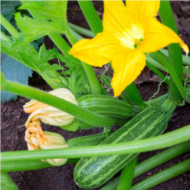 Zucchini