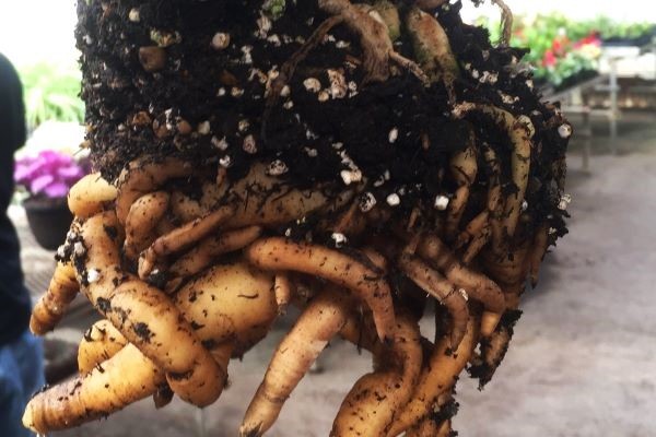 bird of paradise rhizome.