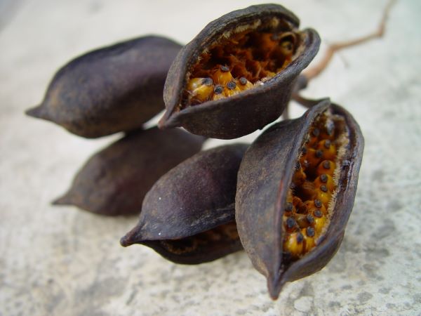 How To Propagate Bird of Paradise | Division & Seed