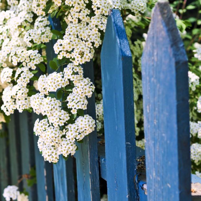 blue fence