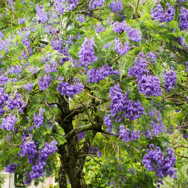 blue jacaranda