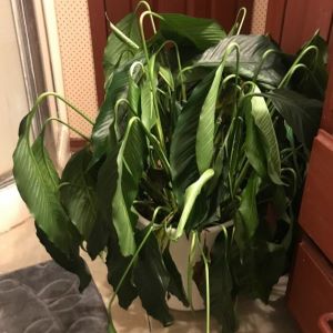 overwatered peace lily.