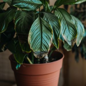peace lily drooping and leaves turning brown