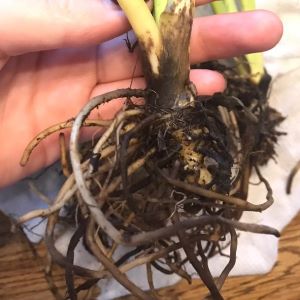 peace lily root rot.
