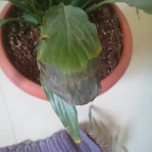 peace lily turning black at tips