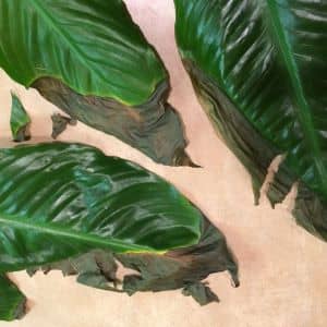 Peace Lily Leaves Turning Black