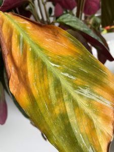 Prayer Plant Has Yellow Leaves