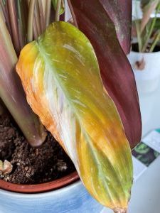 prayer plant yellow leaf