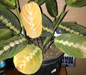 prayer plant yellow leaves.