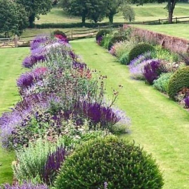 A Rhapsody in Purple