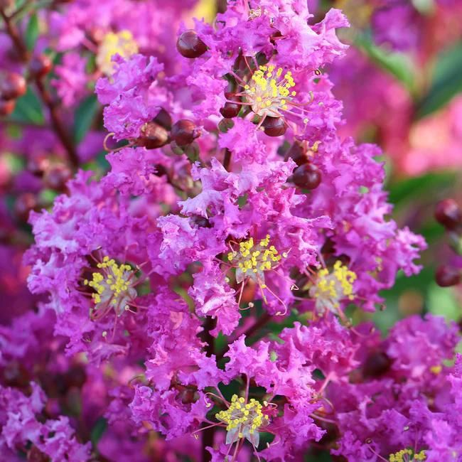 Amethyst King™ Emerald Empire® Crape Myrtle Tree