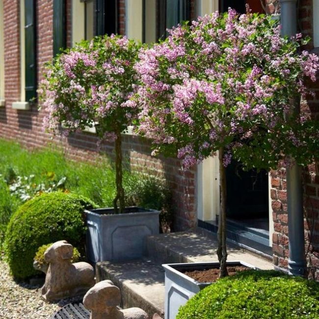 Bloomerang® Lilac Tree