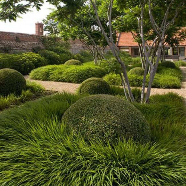Boxwood And Grasses