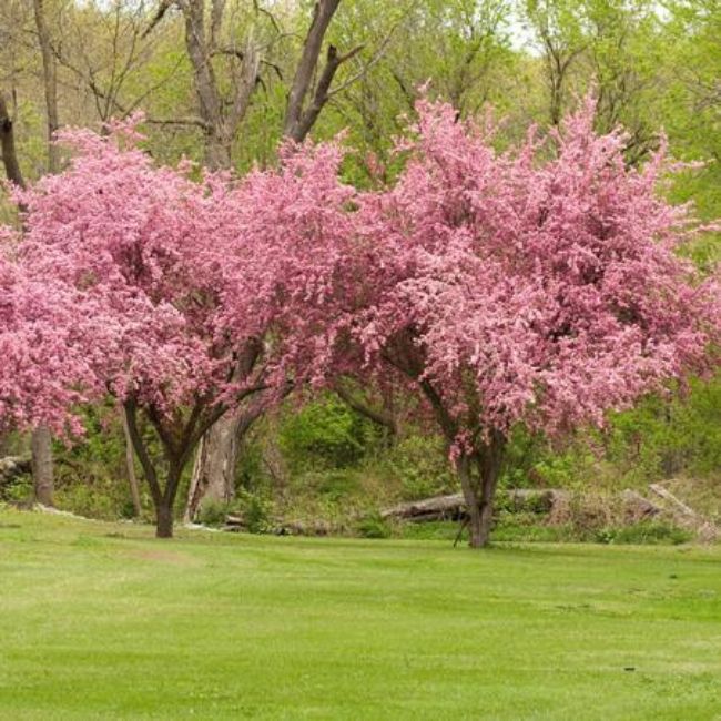 Brandywine Crabapple Tree