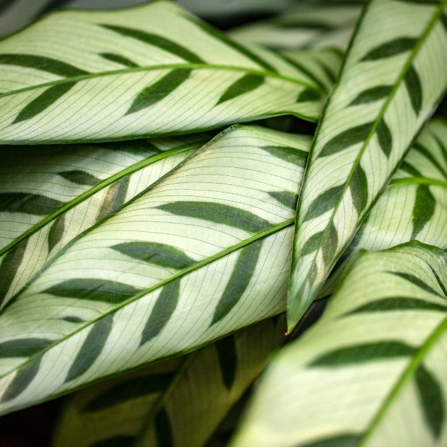 Ever_Red_Lorepetalum_5_FGT_650x