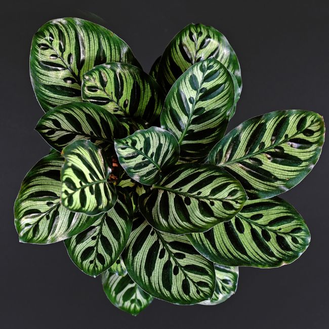 Ever_Red_Lorepetalum_5_FGT_650x