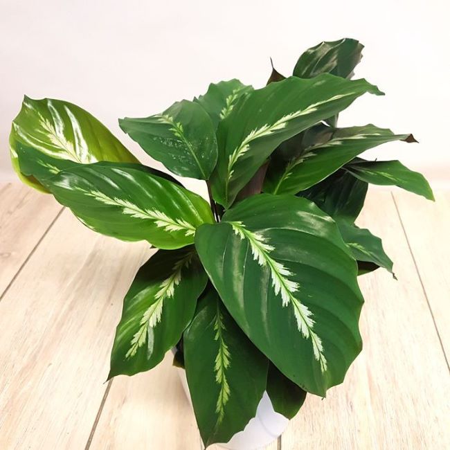 Ever_Red_Lorepetalum_5_FGT_650x