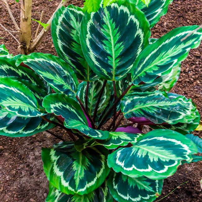 Ever_Red_Lorepetalum_5_FGT_650x