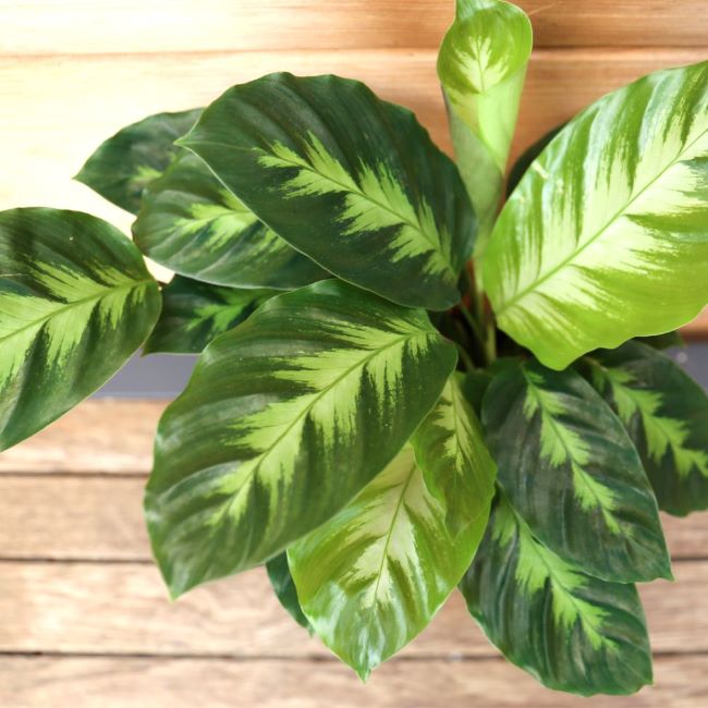 Ever_Red_Lorepetalum_5_FGT_650x