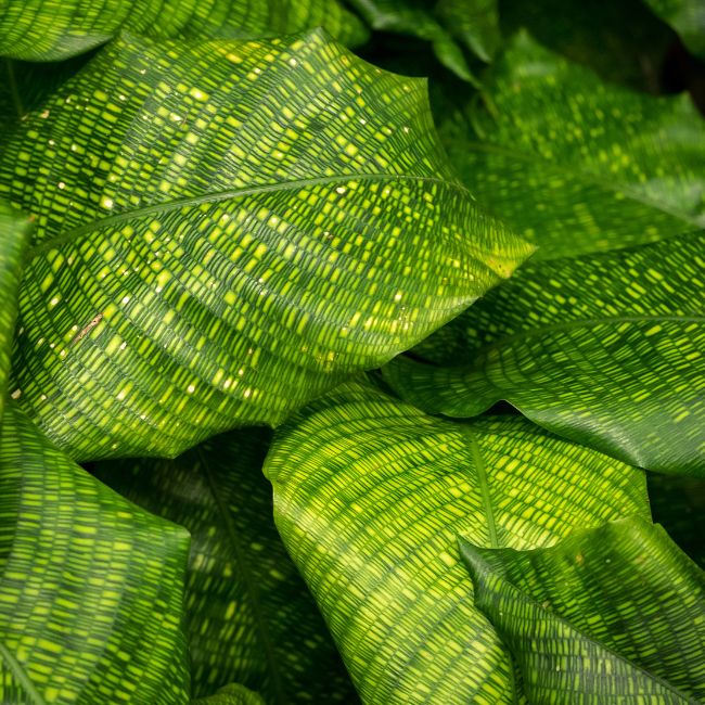 Ever_Red_Lorepetalum_5_FGT_650x