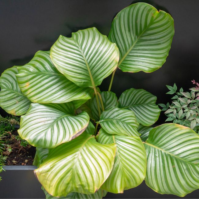 Ever_Red_Lorepetalum_5_FGT_650x