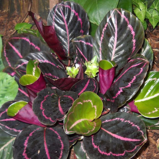 Calathea Roseopicta