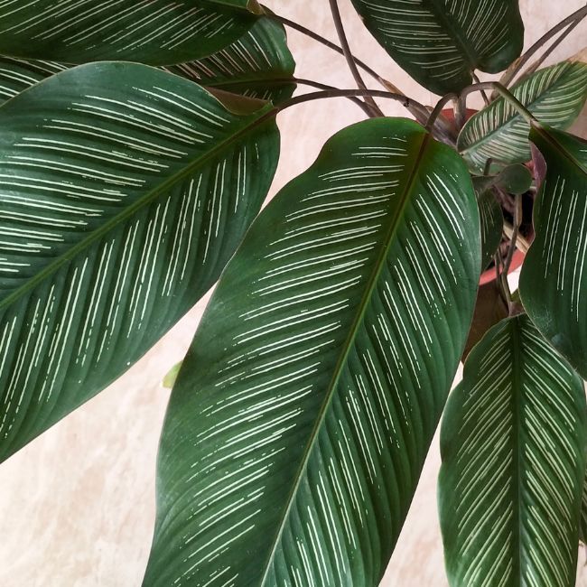 Ever_Red_Lorepetalum_5_FGT_650x