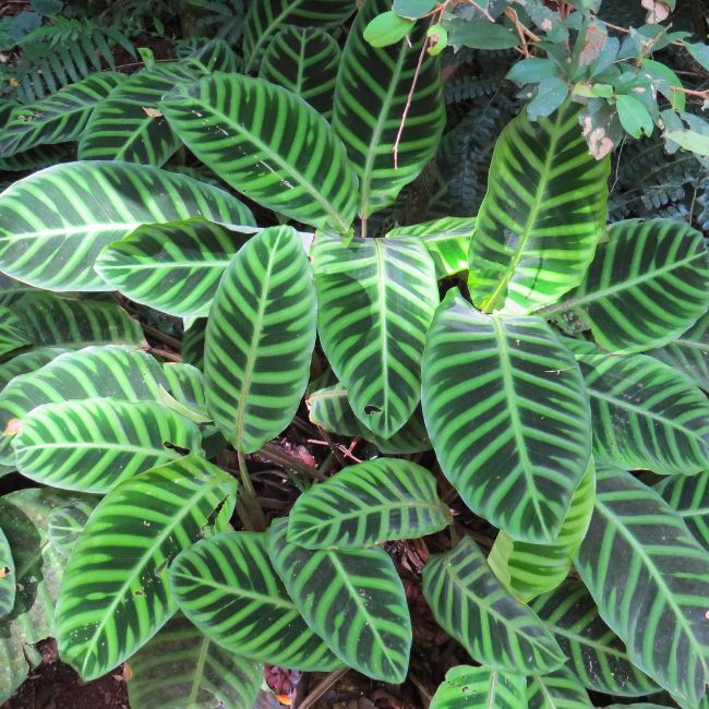 Calathea Roseopicta
