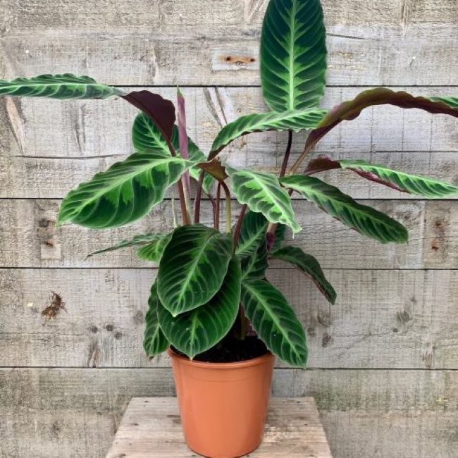 Calathea Roseopicta