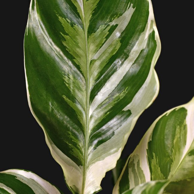 Ever_Red_Lorepetalum_5_FGT_650x