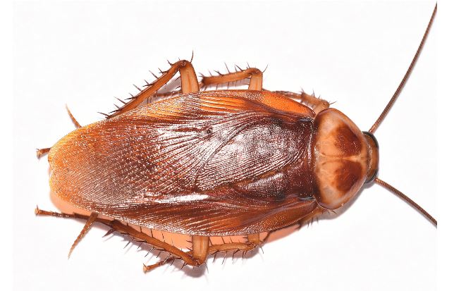 Waterbugs vs Roaches