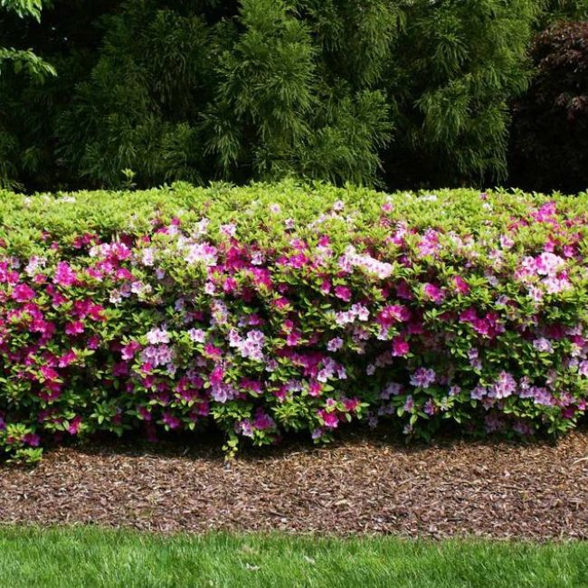 Conversation Piece Azalea