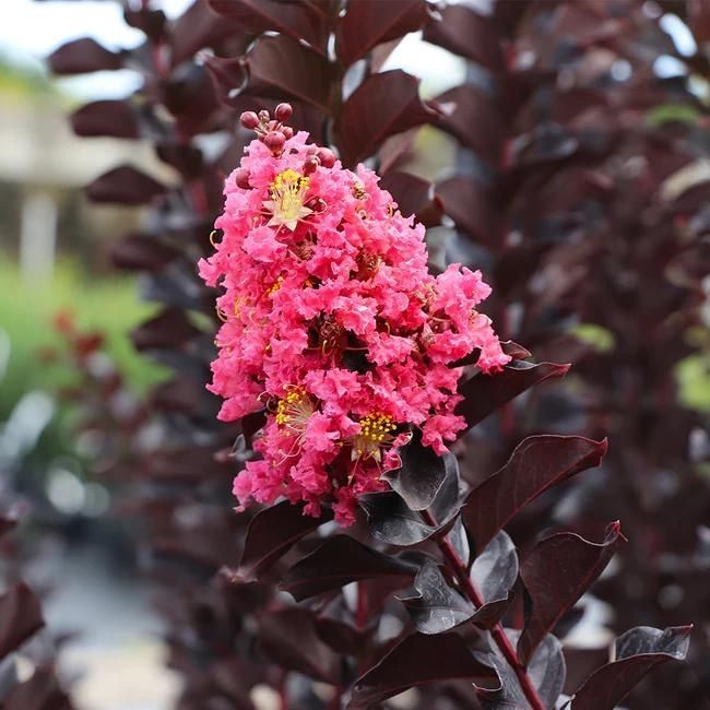 Coral Boom Crape Myrtle Tree