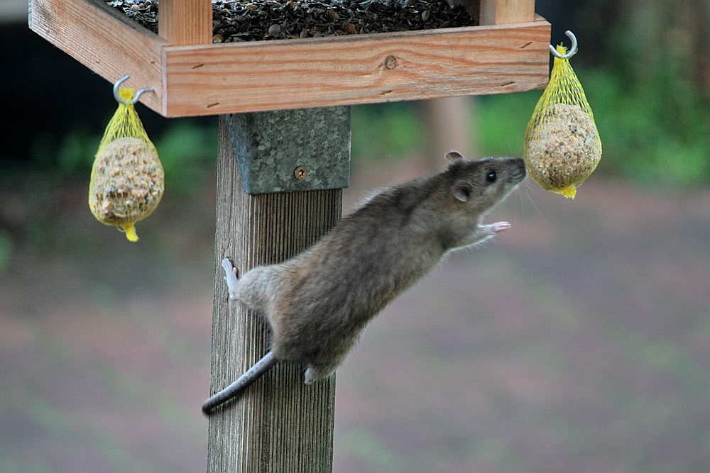Don’t Leave Food on Bird Tables