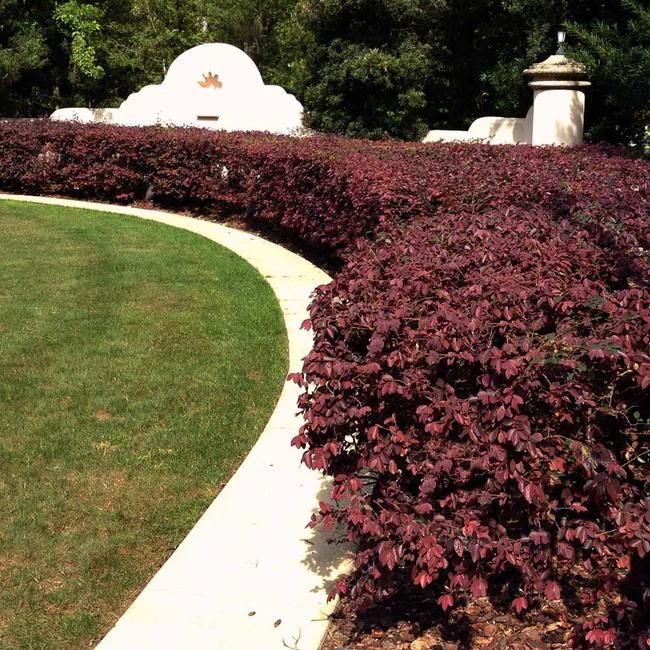 'Ever Red' Loropetalum