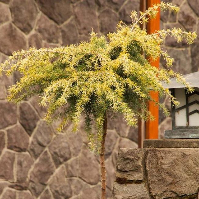 Feelin' Sunny® Deodar Cedar Patio Tree