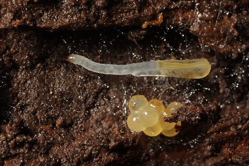 Yellow Insect Eggs in Soil