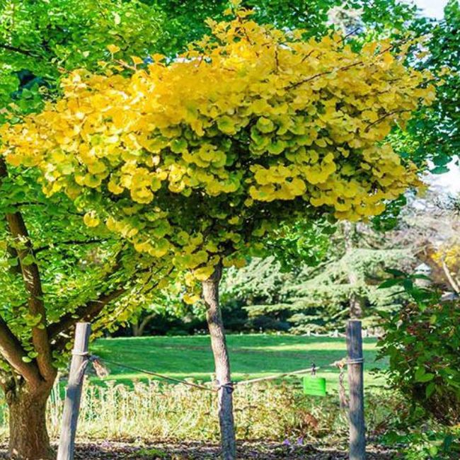 Ginkgo Biloba 'Mariken' Tree